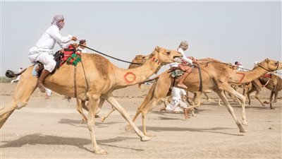 أطفال على ظهور الجمال.. 10 قبائل تتنافس في سباق الهجن