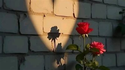 كيف تتجنب الوقوع في فخ الاحتيال الرومانسي خصوصاً في عيد الحب
