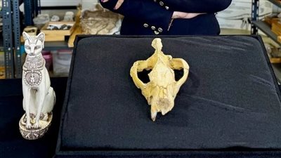 اكتشاف حفرية في منخفض الفيوم بالصحراء الغربية بمصر، الجمجمة الأكثر اكتمالا من فصيلة hyaenodonta تمت تسميتها Bastetodon syrtos