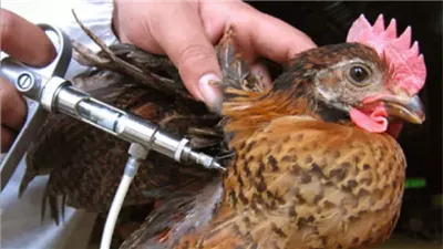 لقاح إنفلونزا الطيور يحصل على 