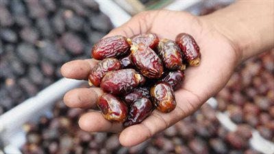 زيادة شحنات التمور بنسبة 64% إلى أكثر من 45 وجهة عالمية