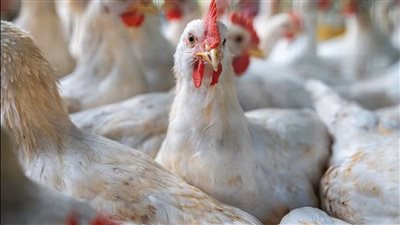 تأكيد ظهور سلالة جديدة من إنفلونزا الطيور القاتلة لأول مرة منذ 8 سنوات
