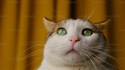 امرأة بريطانية تفوز باليانصيب للمرة الثالثة وتتبرع بجزء منه لإنشاء ملجأ للقطط!