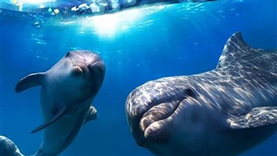 جوجل تُطور نموذج DolphinGemma لفهم تواصل الدلافين باستخدام الذكاء الاصطناعي