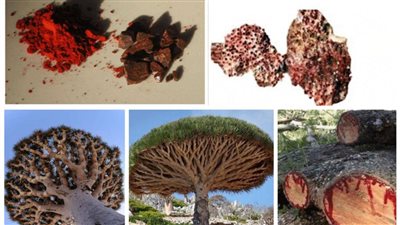 أشجار تنزف دماء في اليمن.. ما السر وراء هذه الظاهرة الغريبة؟
