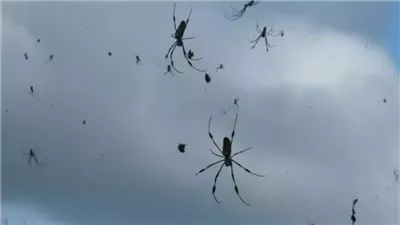 أمطار من العناكب في البرازيل.. ما التفسير العلمي لهذه الظاهرة