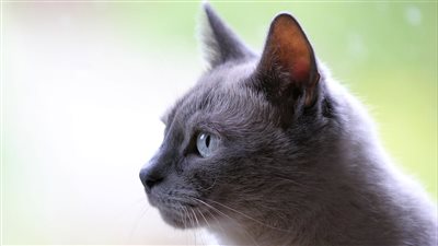 اختراع غريب نظارات تترجم لغة الحيوانات هل هذا ممكن علميًا