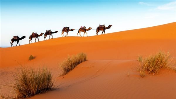 لمحة نيوز