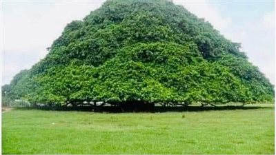 غابة حيث تنمو الأشجار بشكل حلزوني دون تفسير علمي