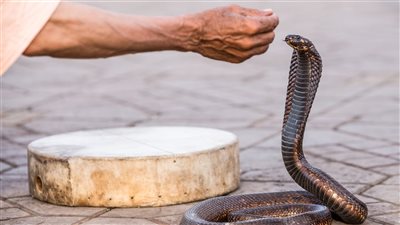 أفعى كوبرا ترتدي قبعة دب محبوكة تترك الإنترنت في حالة من الذهول
