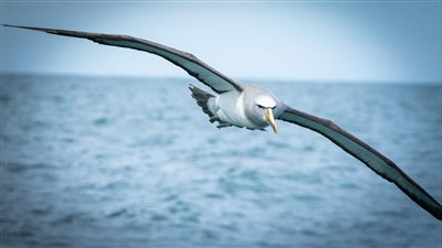 5 حقائق مذهلة عن طائر الألباتروس الذي يحلق في السماء لسنوات دون أن يلامس الأرض