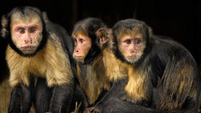 قرود الكابوشين تم التقاطها وهي تختطف صغار قرود العواء 