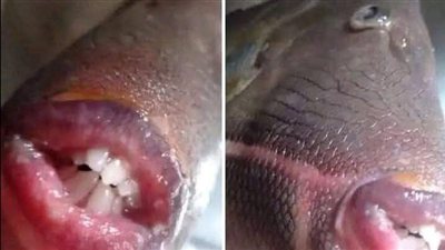 صياد اصطاد هذه السمكة الغريبة وعندما كشفه الطبيب البيطري استدعى الشرطة فورا
