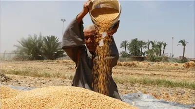 السودان يكشف خطة اكتفاء ذاتي من القمح خلال موسمين