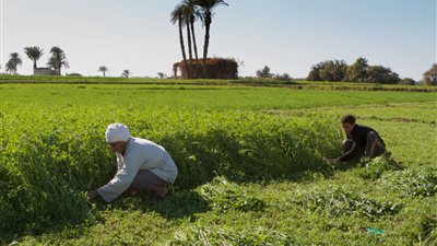 تقارير دولية: الاستثمارات الخضراء تزداد بنسبة 40% في المنطقة