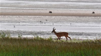 تقرير أممي يحذر: فقدان التنوع البيولوجي في الأراضي الرطبة وصل إلى نقطة حرجة تهدد الأمن المائي والغذائي العالمي