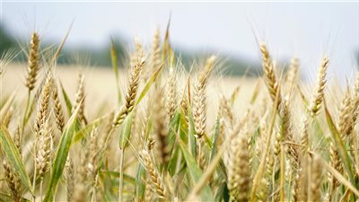 وفق تقرير Crop Monitor الصادر منذ نحو شهر فإن حصاد القمح في آسيا الوسطى وشبه القارة الهندية يسير في مجمله ضمن ظروف مقبولة