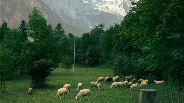 لمحة نيوز