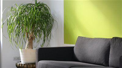 أسلوب الحياة minimalism يتصدر مع تزايد الإقبال على الأثاث البسيط وقطع تُركّز على الوظيفة قبل الزينة 